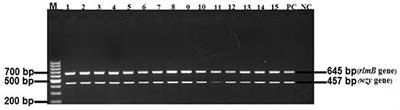 The First Isolation and Molecular Characterization of Shiga Toxin-Producing Virulent Multi-Drug Resistant Atypical Enteropathogenic Escherichia coli O177 Serogroup From South African Cattle